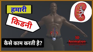 How does our Kidney work  हमारा किडनी कैसे काम करता है  Function of Kidney  3D Animation 🔥🔥🔥 [upl. by Aicilyt81]