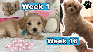 Maltipoo Puppy Growing Up  Week 1 to Week 16  Puppy Transformation [upl. by Innob]