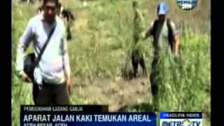 Polisi Bakar Ladang Ganja di Aceh Besar [upl. by Nohsad]