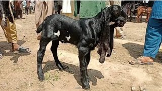 sahiwal Bakra Mandi ki update beetal breeder bachay 01324058010 Altaf goat farm [upl. by Emee]