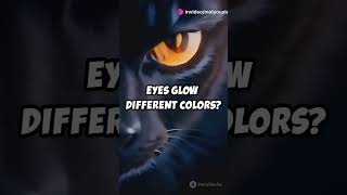 Why Do Cats Eyes Glow in the Dark 🐱✨ [upl. by Fryd]