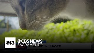 Modesto city leaders meet with residents to discuss feral cats [upl. by Armallas]