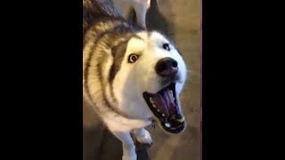 Hilarious Husky Doesnt Bark He Yells [upl. by Hedy]