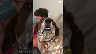 funny cutedog Please subscribe My dog and subscribe so he can get his mac amp cheese too￼ [upl. by Ilrahs865]