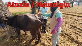 Chronic Pyrexia  Toxaemia  Blood Protozoa Vat Guru Radhe [upl. by Louanna]