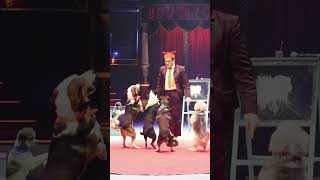 Best Dog show part 1 Shorts videos [upl. by Philippine454]