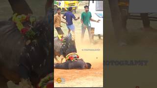 manjuvirattu manjuvirattukadhalan vadamadumanjuvirattu jallikattupalamedu jallikattu [upl. by Noiemad]