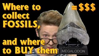 TOP 5 Fossil Hunting Locations  TOP 5 Fossil Selling Websites  Explained [upl. by Gona]