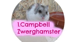 10Fakten Campbell Zwerghamster [upl. by Karb]