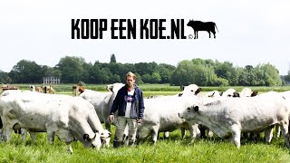 Koop een koenl [upl. by Kevina]