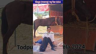 trendingreels horse trendingshorts horsepower horseshow [upl. by Anieral]