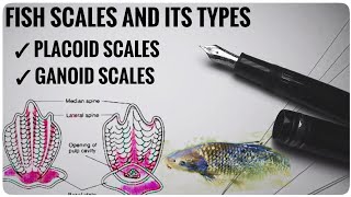 Scales and types of scales in fishes  fish scales [upl. by Drofliw]