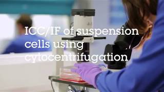 ICCIF of suspension cells using cytocentrifugation video protocol [upl. by Theodosia]