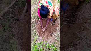 Today harvesting subscribe shortsfeed agriculture former ytshortsvideo village tamilsong [upl. by Arodasi314]