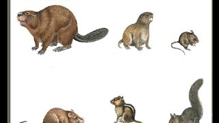 Different types of Rodents quiz game about Rodent family [upl. by Eidok833]