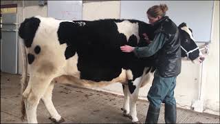 Bovine Musculoskeletal Examination [upl. by Anirad]