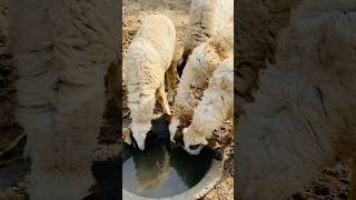 Sheeps drinking water  الأغنام تشرب الماء sheeps sheep thardesert animalslover [upl. by Notnel]