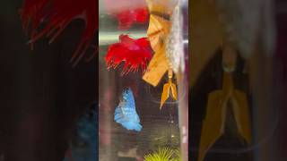 Betta fish breeding ♥️🥰 Part 2 shorts bettafish breeding [upl. by Denn887]