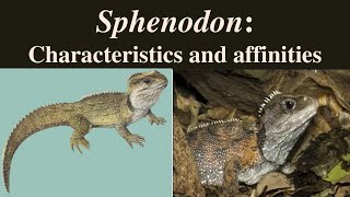 Sphenodon  Sphenodon punctatus  Tuatara  Rhynchocephalia [upl. by Klarrisa521]