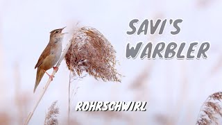 Savis Warbler Call birds birdsounds [upl. by Lyrej]