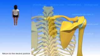 Movements of the Scapula [upl. by Kai]