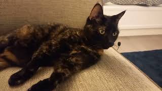 Tortoiseshell Cat cleaning routine [upl. by Myer]