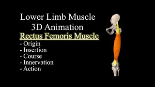 Quadriceps Rectus Femoris 3D Muscle Anatomy Origin Insertion Course Innervation and Function [upl. by Xonk]