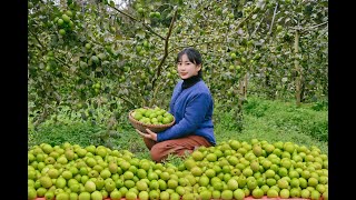 Harvesting ziziphus mauritiana for Market  Cooking  Tropical Life [upl. by Otrepur]