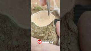 Grafting Method On Fruit Trees short shorts fruit trees grafting method [upl. by Barcot]