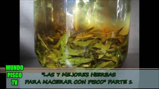 LAS 7 MEJORES HIERBAS PARA MACERAR CON PISCO PARTE 1  HOJAS DE COCAMUÑACEDRONDIOMEDES ARANGO [upl. by Knobloch468]