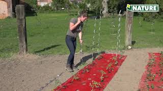 Installation d’un film de paillage pour tomate  Nature amp Truffaut [upl. by Eoin462]