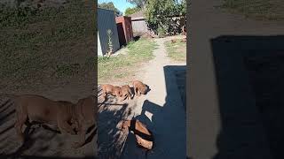 Rhodesian Ridgeback Puppies amp Their Dad [upl. by Eittel]