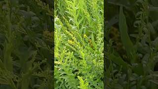 Solidago canadensis  Goldenrod  Asteraceae [upl. by Karlyn]