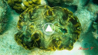 Le tridacne géant ou bénitier géant Tridacna gigas le plus gros mollusque bivalve connu [upl. by Buatti]