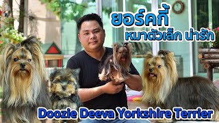 Show Pet  ยอร์คกี้  Doozie Deeva Yorkshire Terrier [upl. by Ahs]