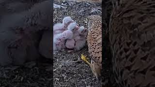 Tiny falcon KESTREL nestling get fed animals webcams nature animals wildlife live [upl. by Waly]