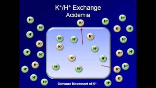 Normal AcidBase Regulation ABG Interpretation  Lesson 2 [upl. by Market414]