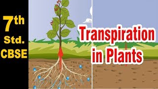 Class 7  Transpiration in Plants  Science  NCERT  CBSE Board  Home Revise [upl. by Mccormac]