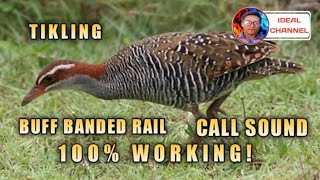 Tunog ng tikling  Buff banded rail   Ideal Channel mix vlog [upl. by Echikson]