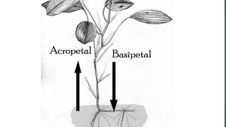 Acropetal and Basipetal in hindi  by simplified material shorts [upl. by Ahsenek512]