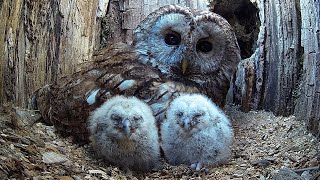 Wild Tawny Owls Adopt 6 Orphaned Owlets  Full Story  Luna amp Bomber  Robert E Fuller [upl. by Nixon]