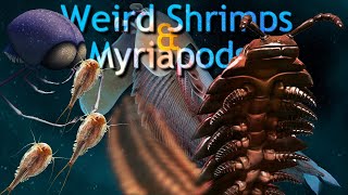 Weird quotshrimpsquot and Myriapods [upl. by Ykciv]