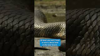 animals anaconda wildlife snake animaldocumentary crocodile reptiles shorts [upl. by Hgiel]