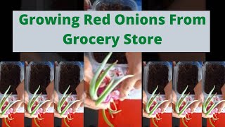 Growing Red Onions From Grocery Store [upl. by Gris743]