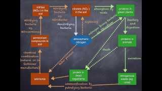 AS level K nitrogen cycle with audio [upl. by Eelhsa]