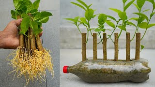 Excellent Technique propagate lemon tree from cuttings with bottle [upl. by Sesylu736]