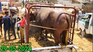 Bhains Colony Mandi Before Qurbani Rates Update 29052024  Cattle Market Karachi  Cow Mandi 2024 [upl. by Agneta]