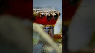 6 Spider Facts in 60 Seconds  NSTEM [upl. by Ijnek]