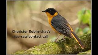 Chorister Robinchats updown contact call [upl. by Hsirehc]