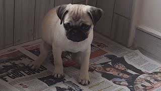 Pug Mops Yavru İçin Evde Tuvalet Eğitimi Yavru Köpekler Çişini Pede veya Gazeteye nasıl yaparlar [upl. by Ballinger987]